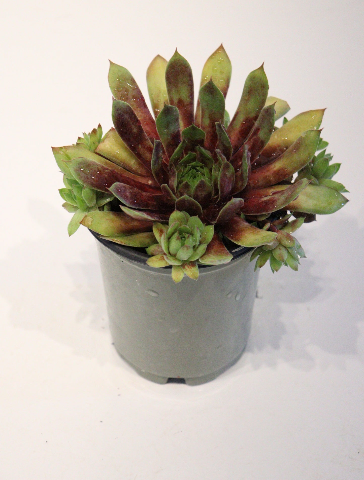 Sempervivum Chick Charms 'Gold Rush'