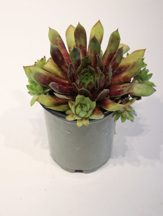 Sempervivum Chick Charms 'Gold Rush'