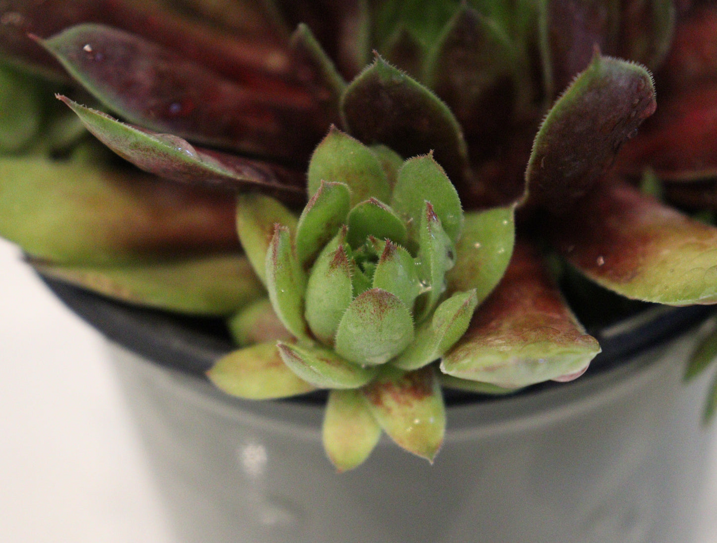 Sempervivum Chick Charms 'Gold Rush'