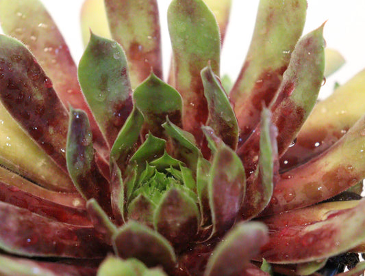 Sempervivum Chick Charms 'Gold Rush'
