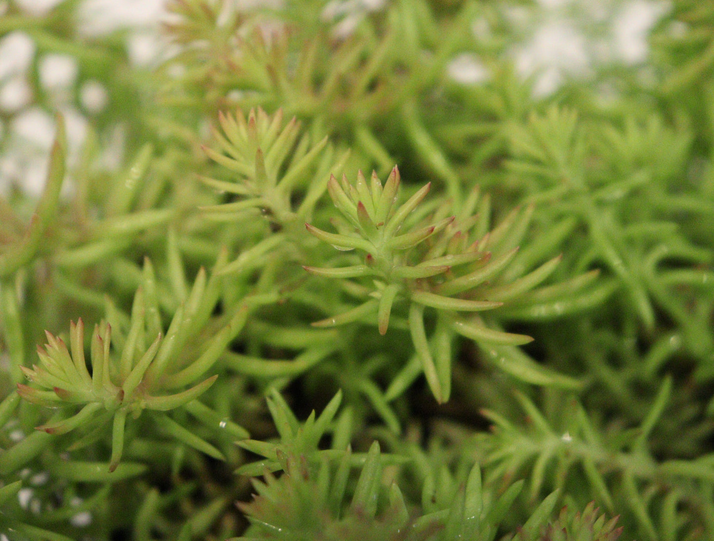 Sedum Sunsparkler 'Angelina's Teacup'