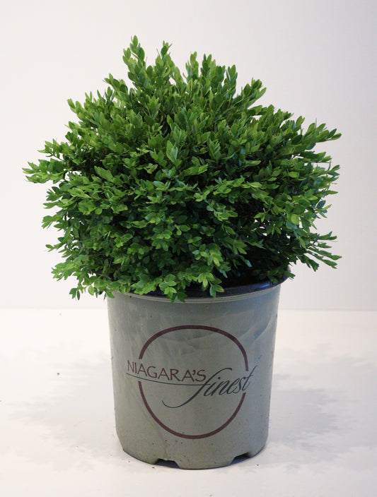 Green Velvet Boxwood (Buxus × ‘Green Velvet’)