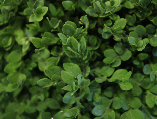 Green Velvet Boxwood (Buxus × ‘Green Velvet’)