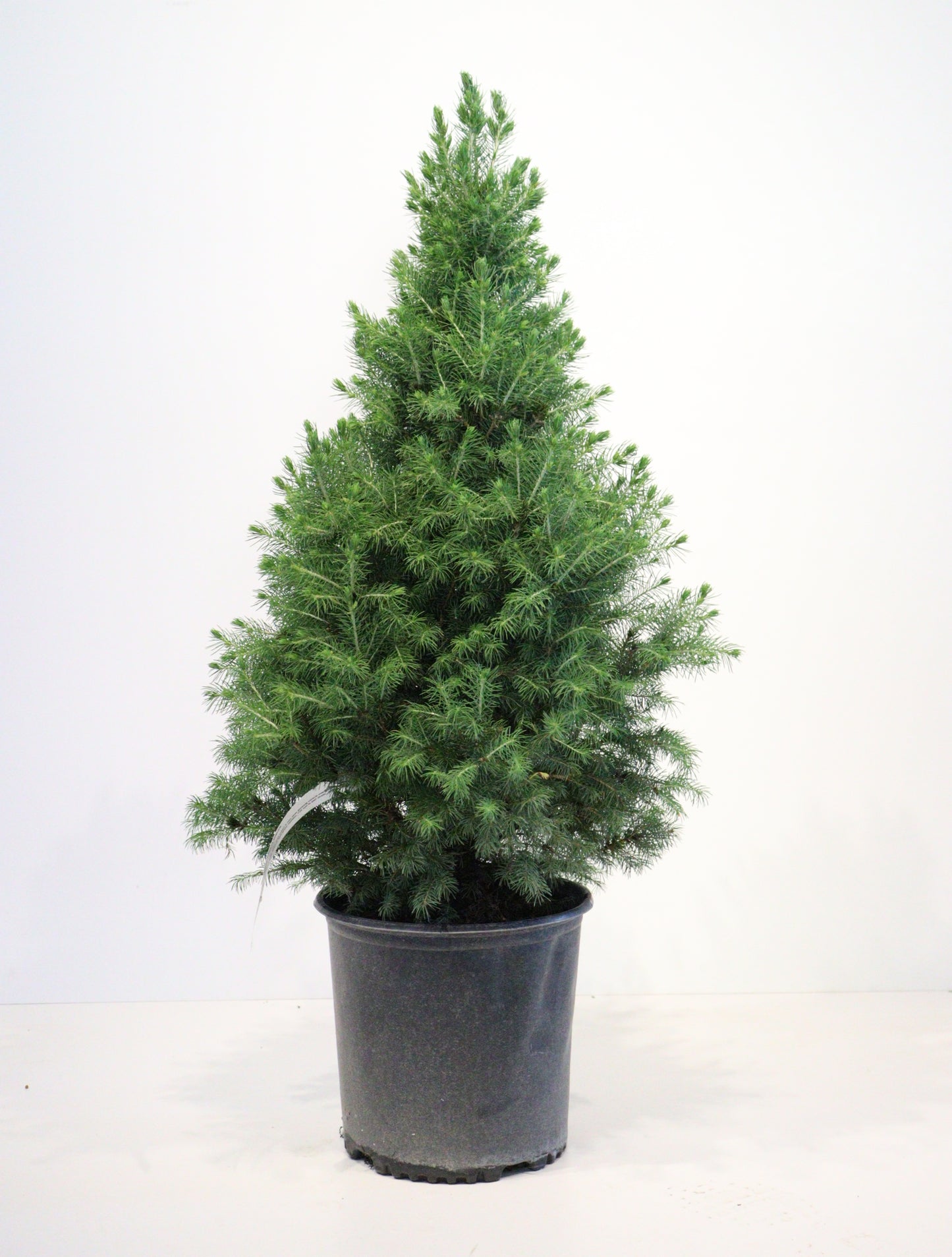 Dwarf Alberta Spruce