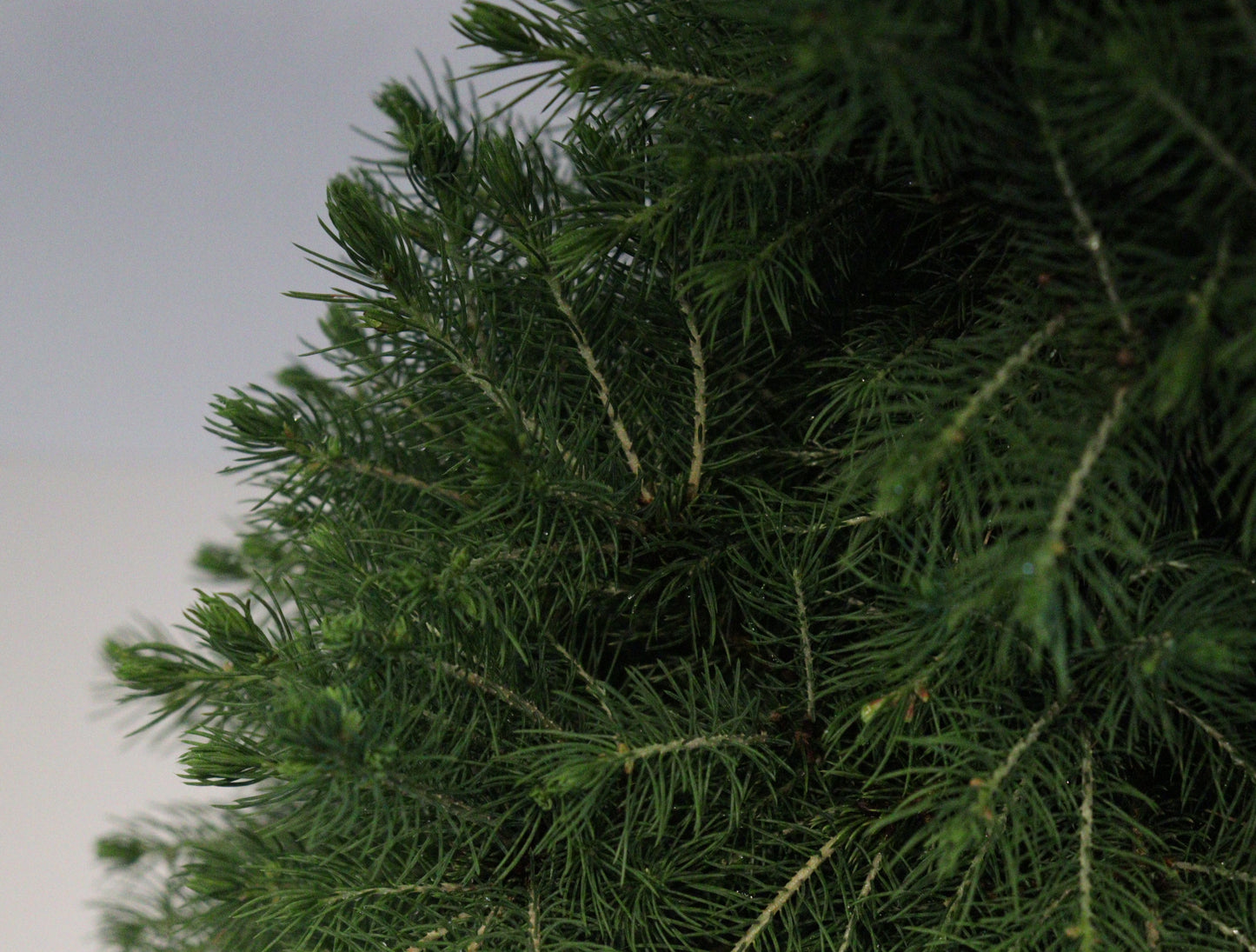 Dwarf Alberta Spruce