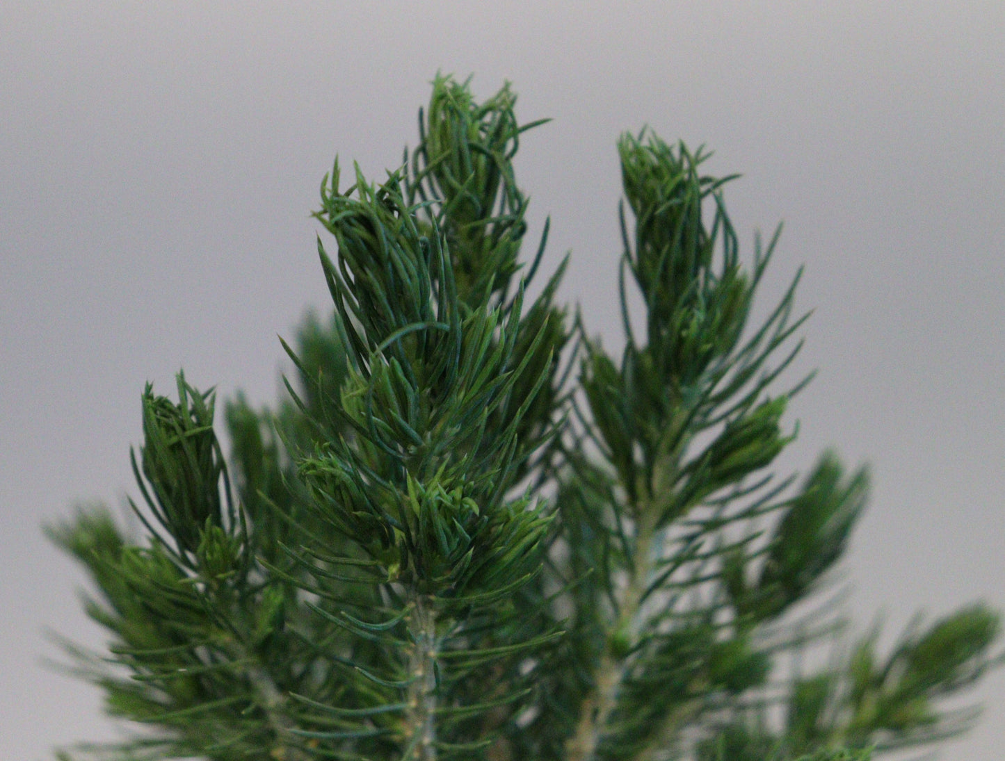 Dwarf Alberta Spruce