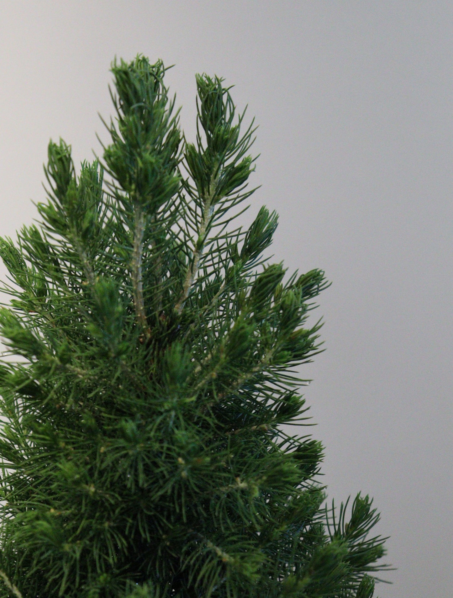 Dwarf Alberta Spruce