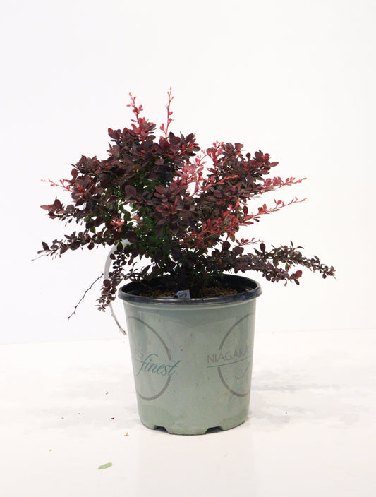 Rose Glow Barberry