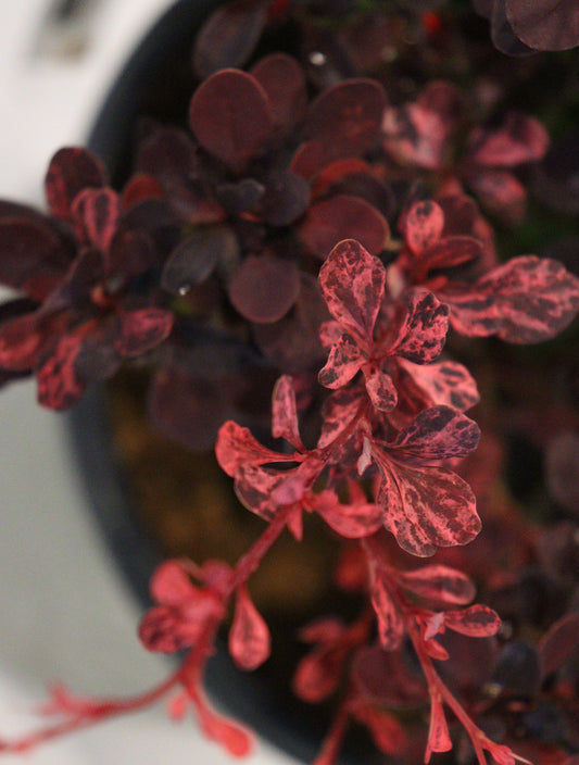 Rose Glow Barberry