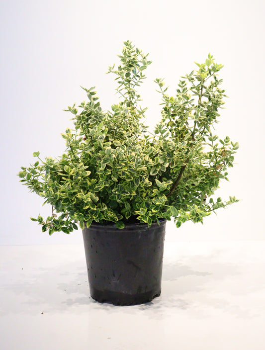 Emerald N'gold Euonymus