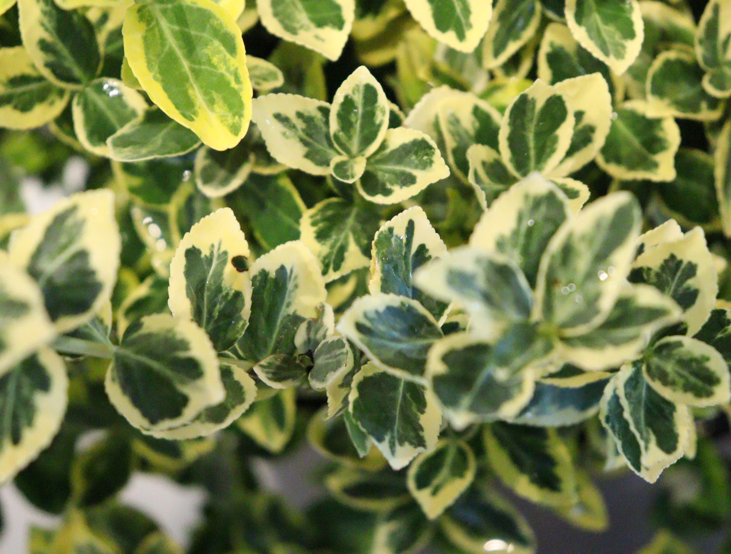 Emerald N'gold Euonymus