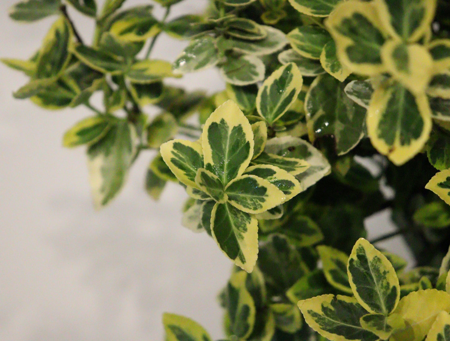 Emerald N'gold Euonymus