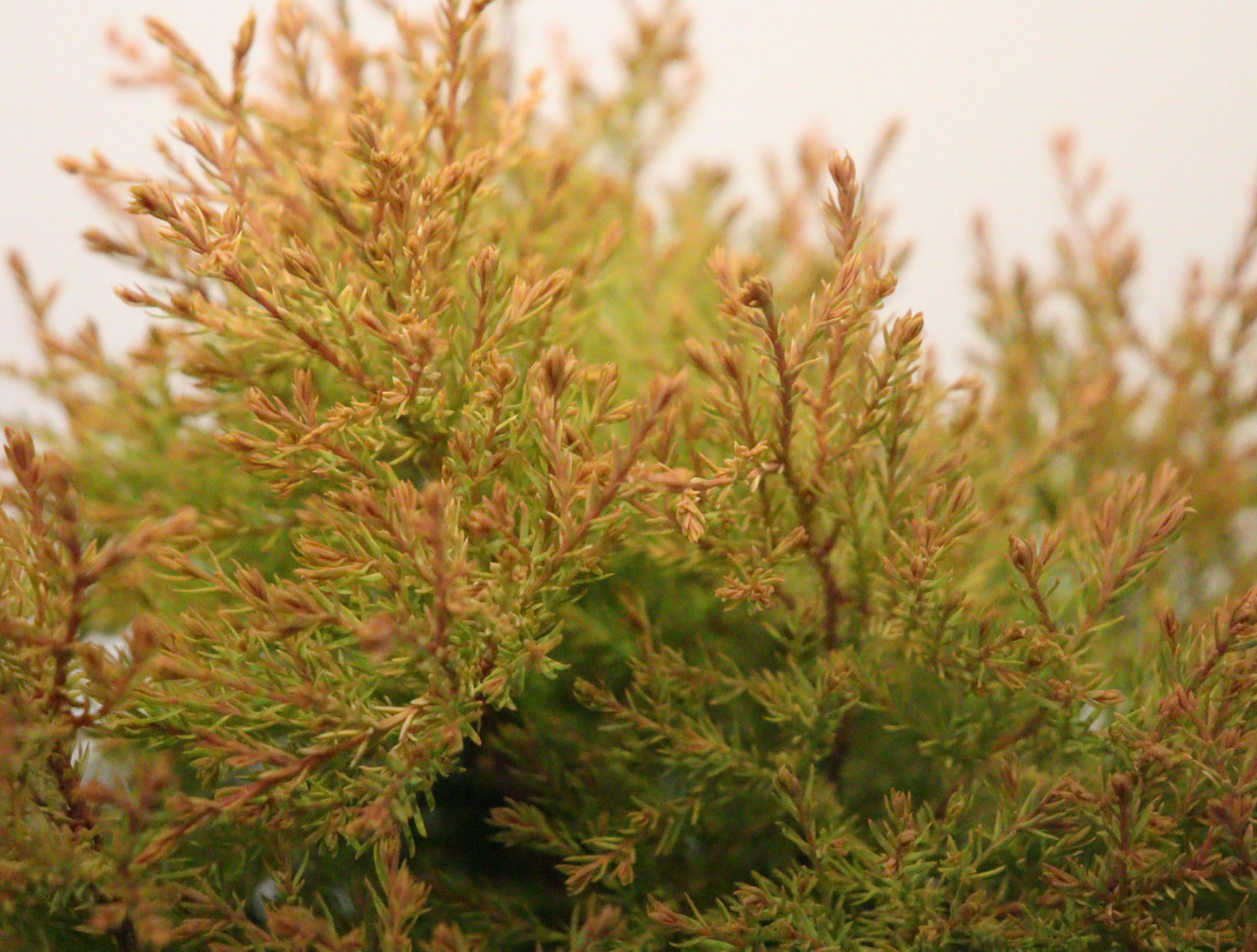 Thuja occidentalis Fire Chief