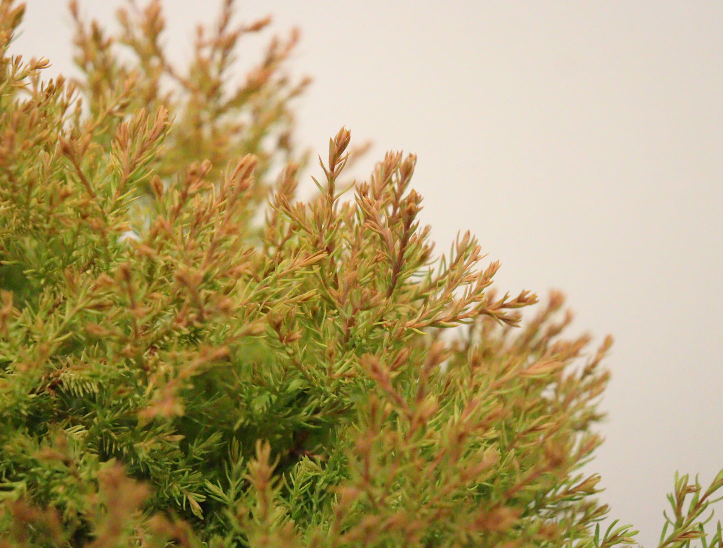 Thuja occidentalis Fire Chief