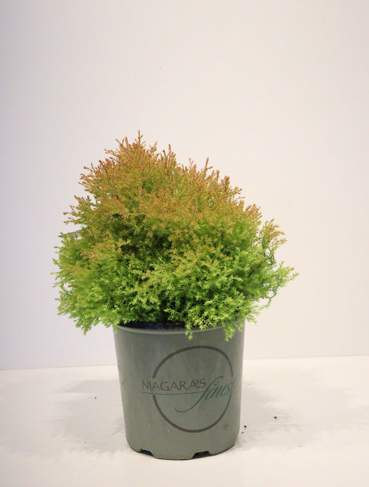 Thuja occidentalis Fire Chief