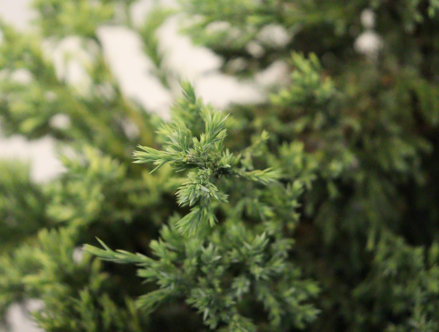 Holger Juniper