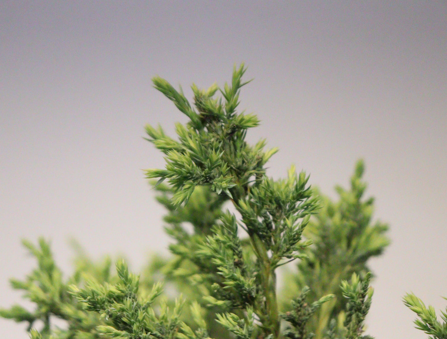 Holger Juniper