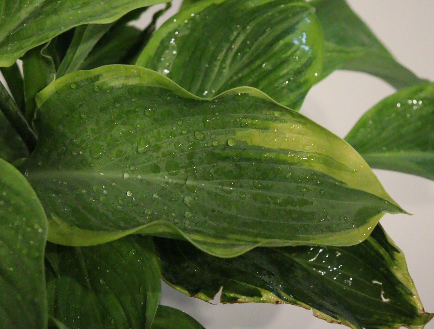 Hosta 'Wu-La-La'