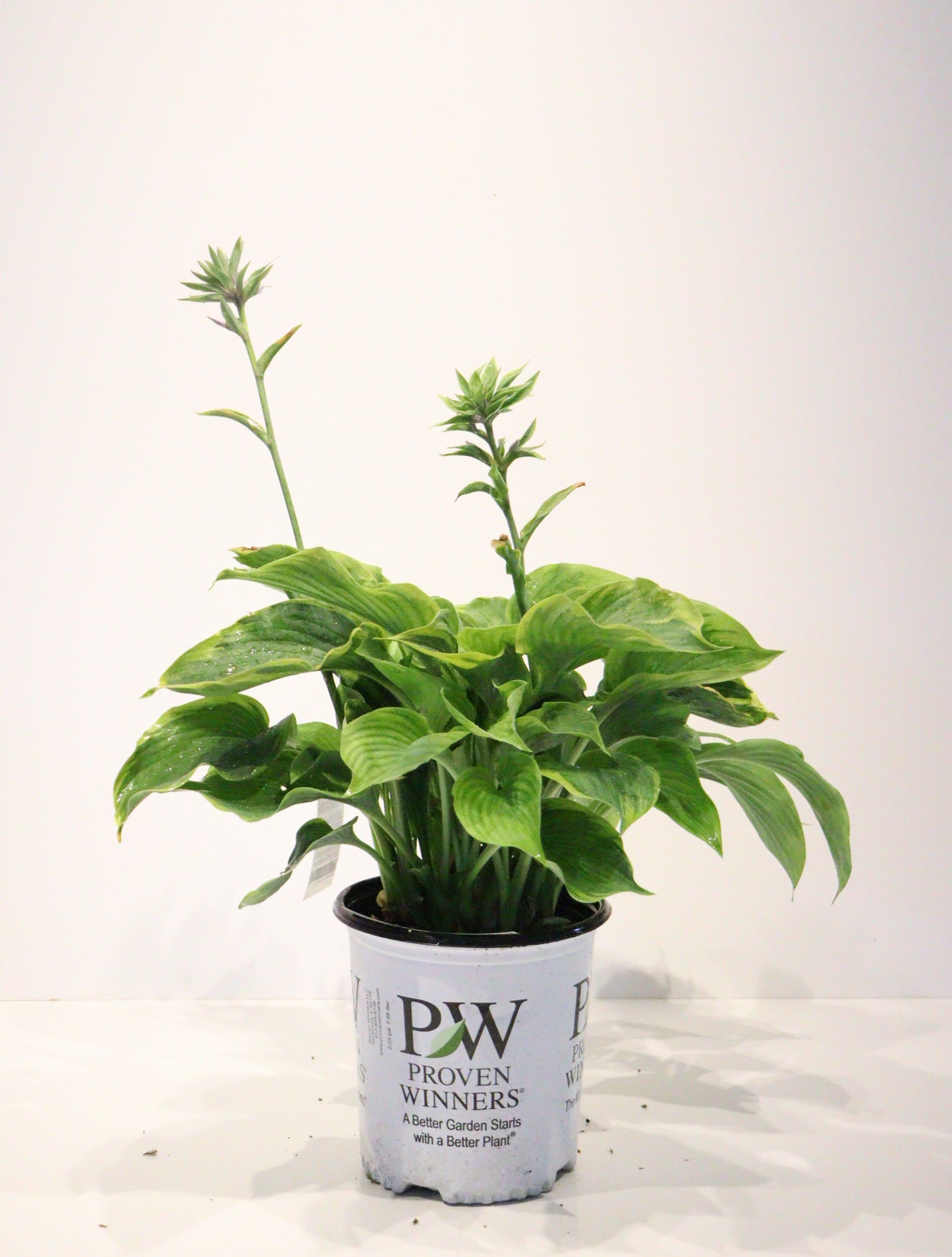 Hosta 'Wu-La-La'