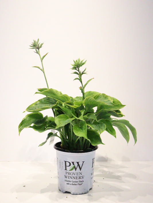 Hosta 'Wu-La-La'