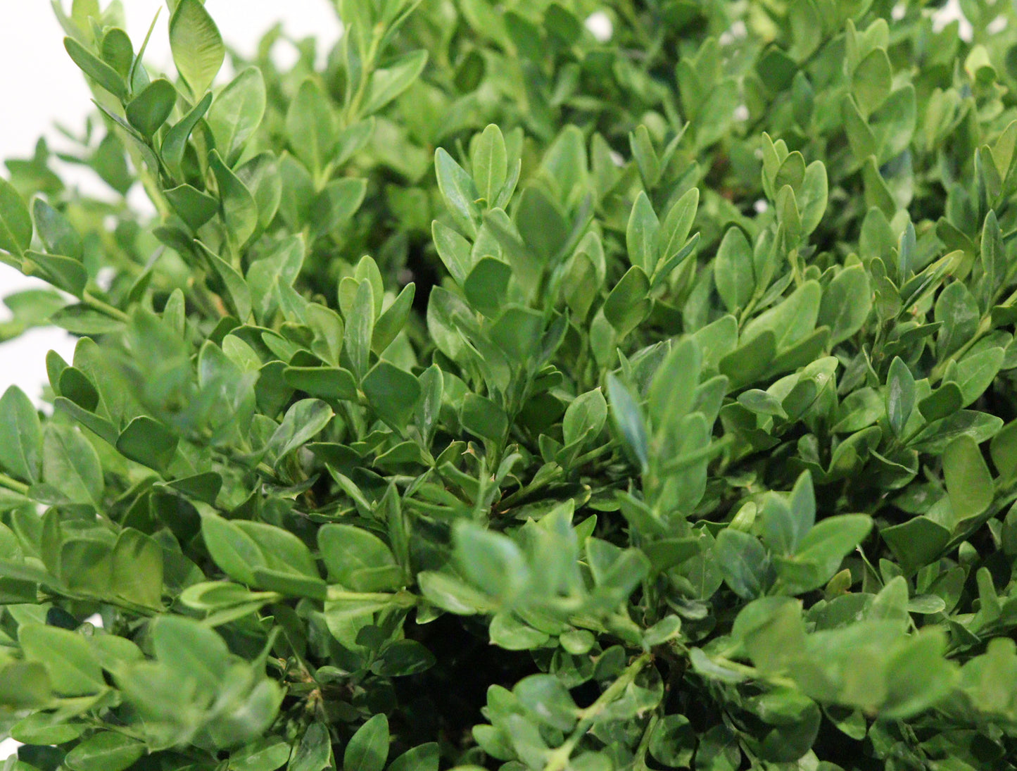 Green Velvet Boxwood (Buxus × ‘Green Velvet’)