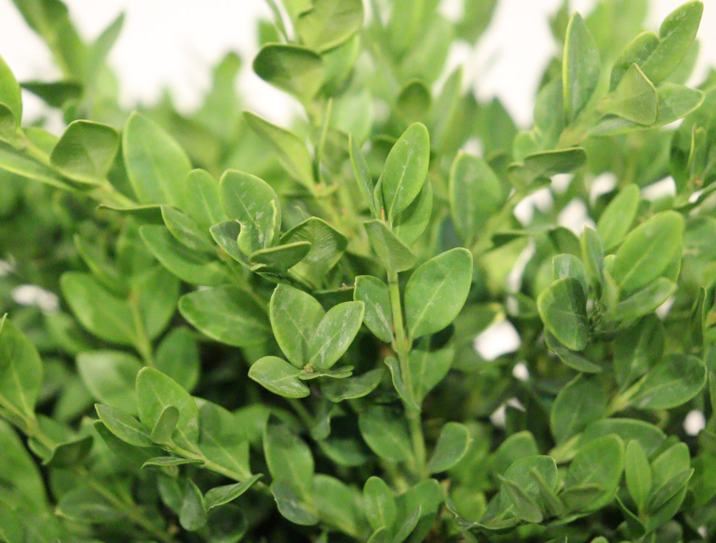 Green Velvet Boxwood (Buxus × ‘Green Velvet’)