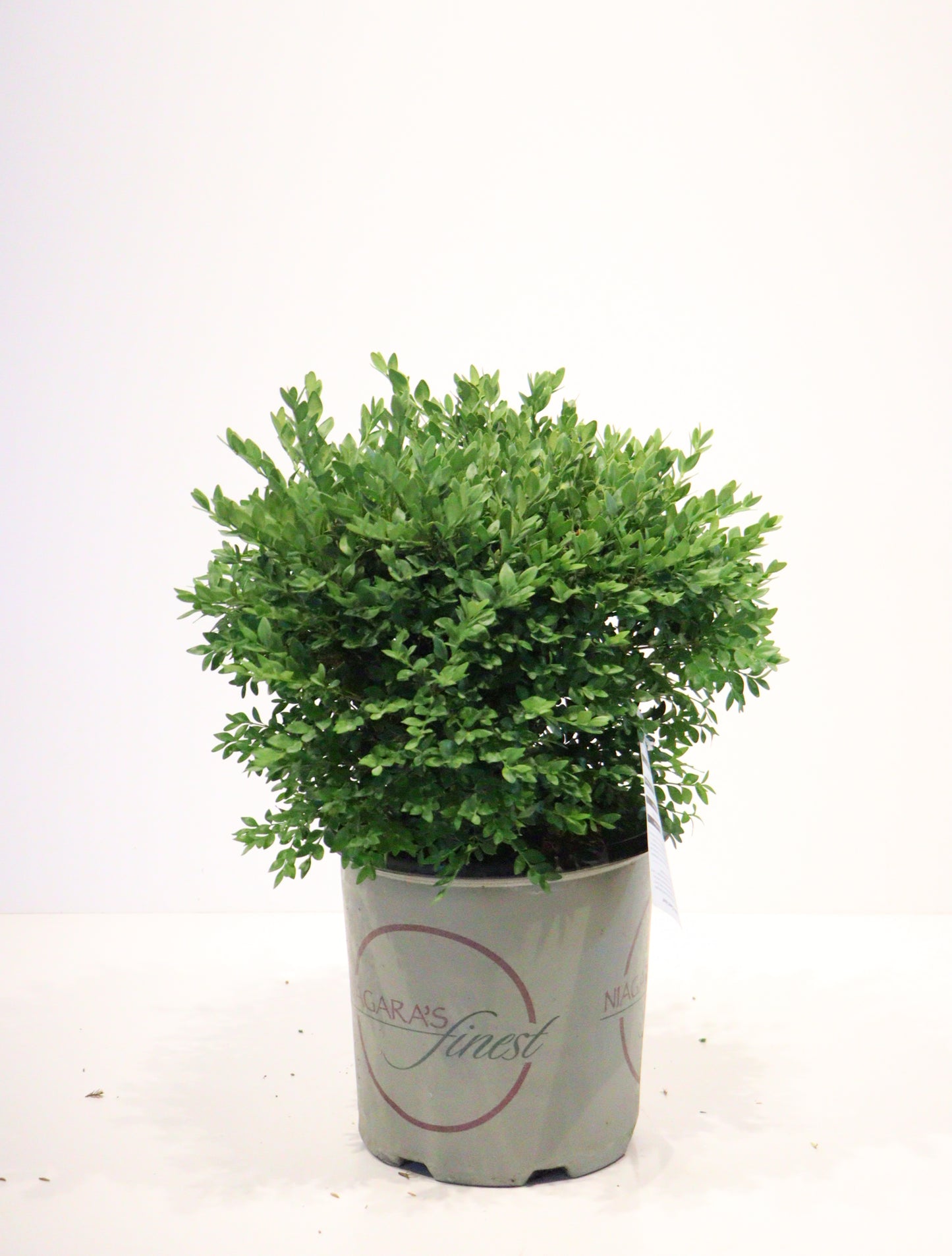 Green Velvet Boxwood (Buxus × ‘Green Velvet’)