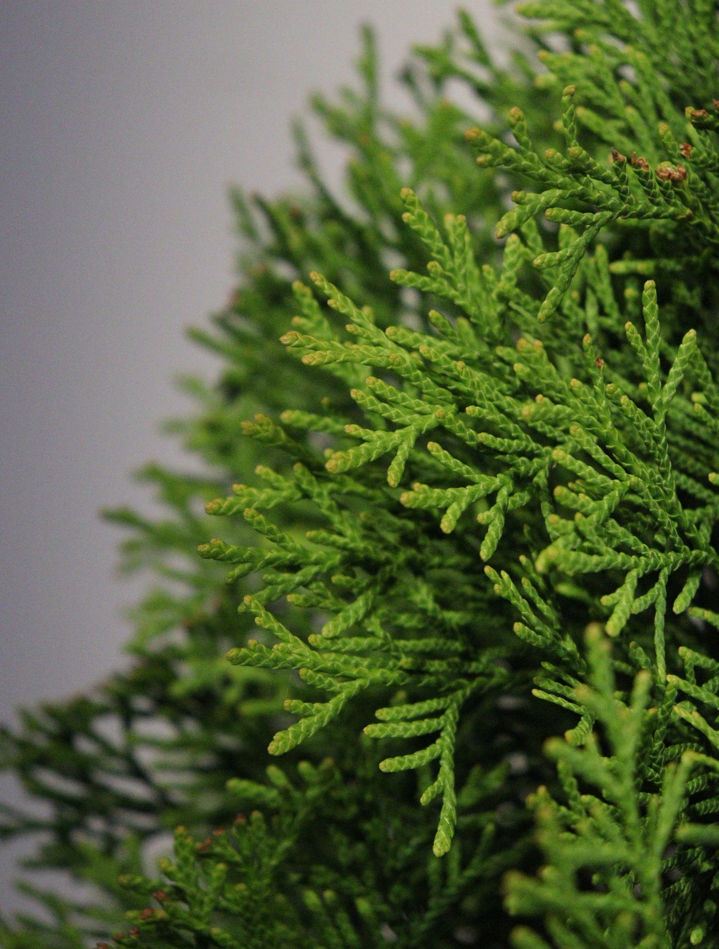 Emerald Cedar 4 Ft