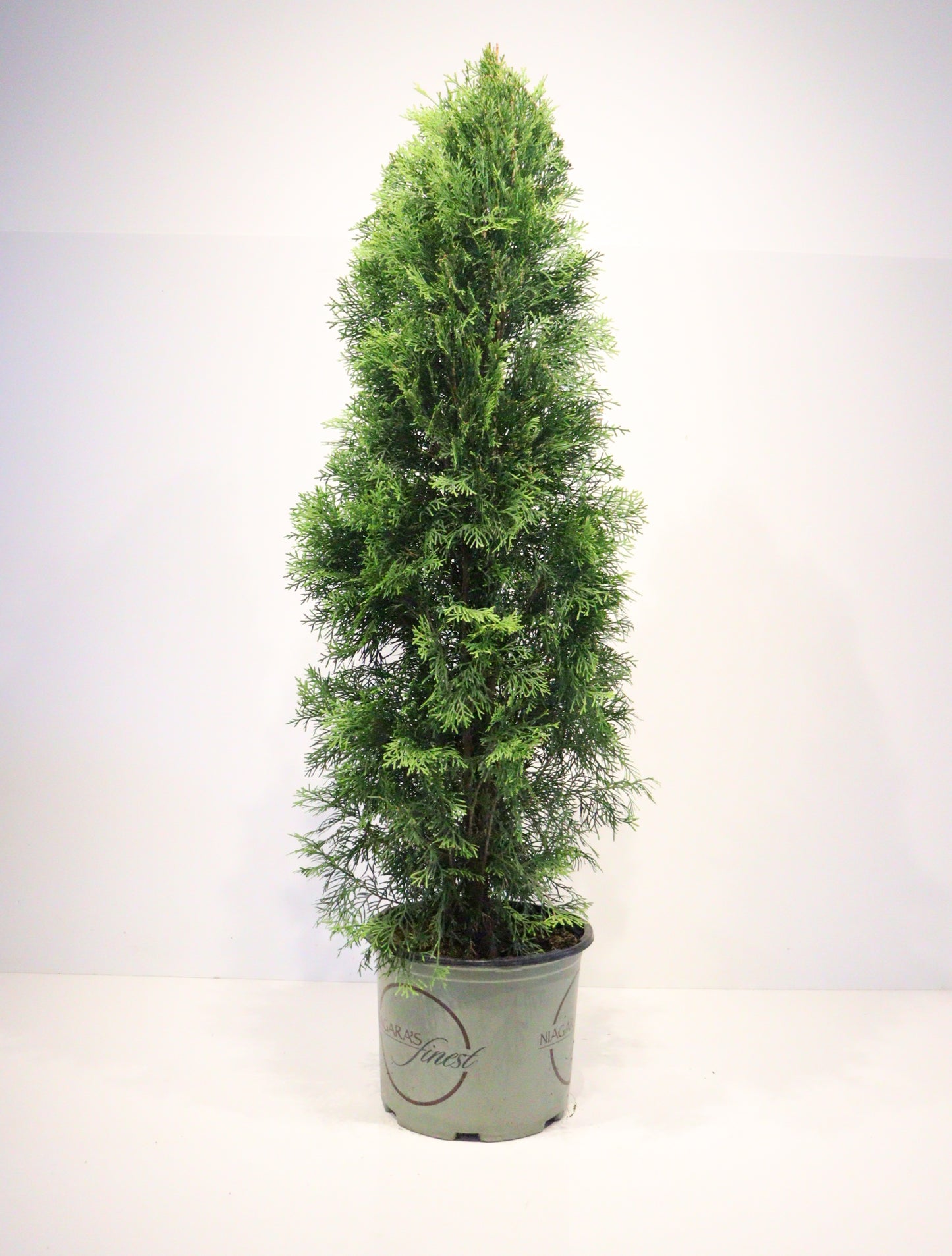 Emerald Cedar 4 Ft
