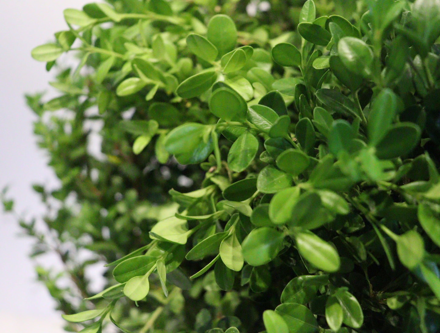 Winter Gem Boxwood (Buxus microphylla ‘Winter Gem’)