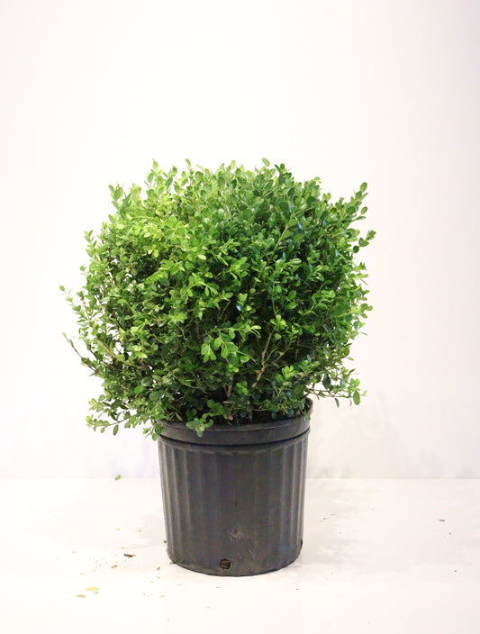 Winter Gem Boxwood (Buxus microphylla ‘Winter Gem’)