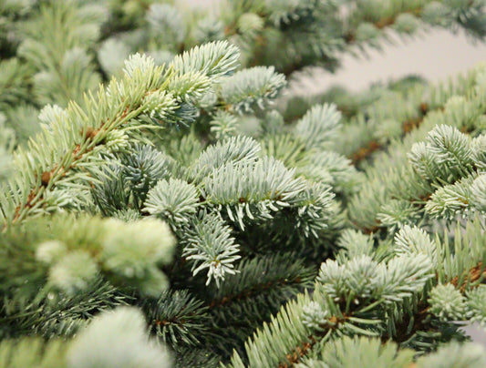 Dwarf Globe Blue Spruce Std