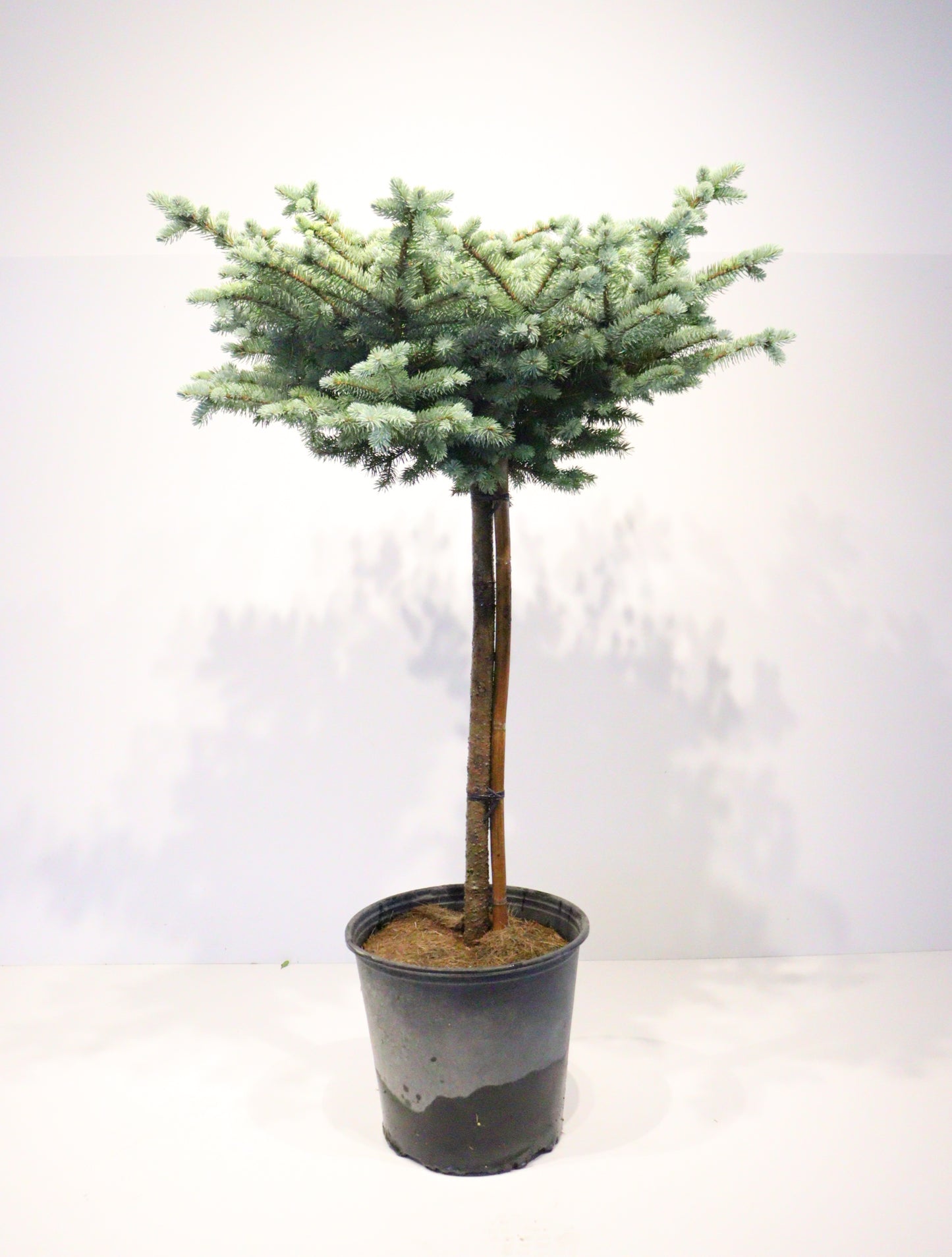 Dwarf Globe Blue Spruce Std