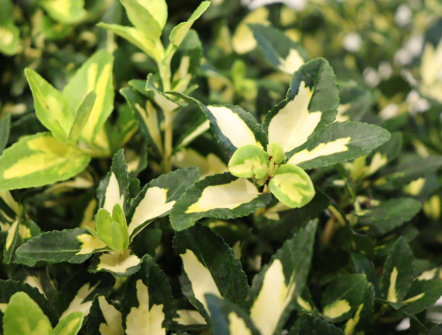 Euonymus fortunei 'Moonshadow'