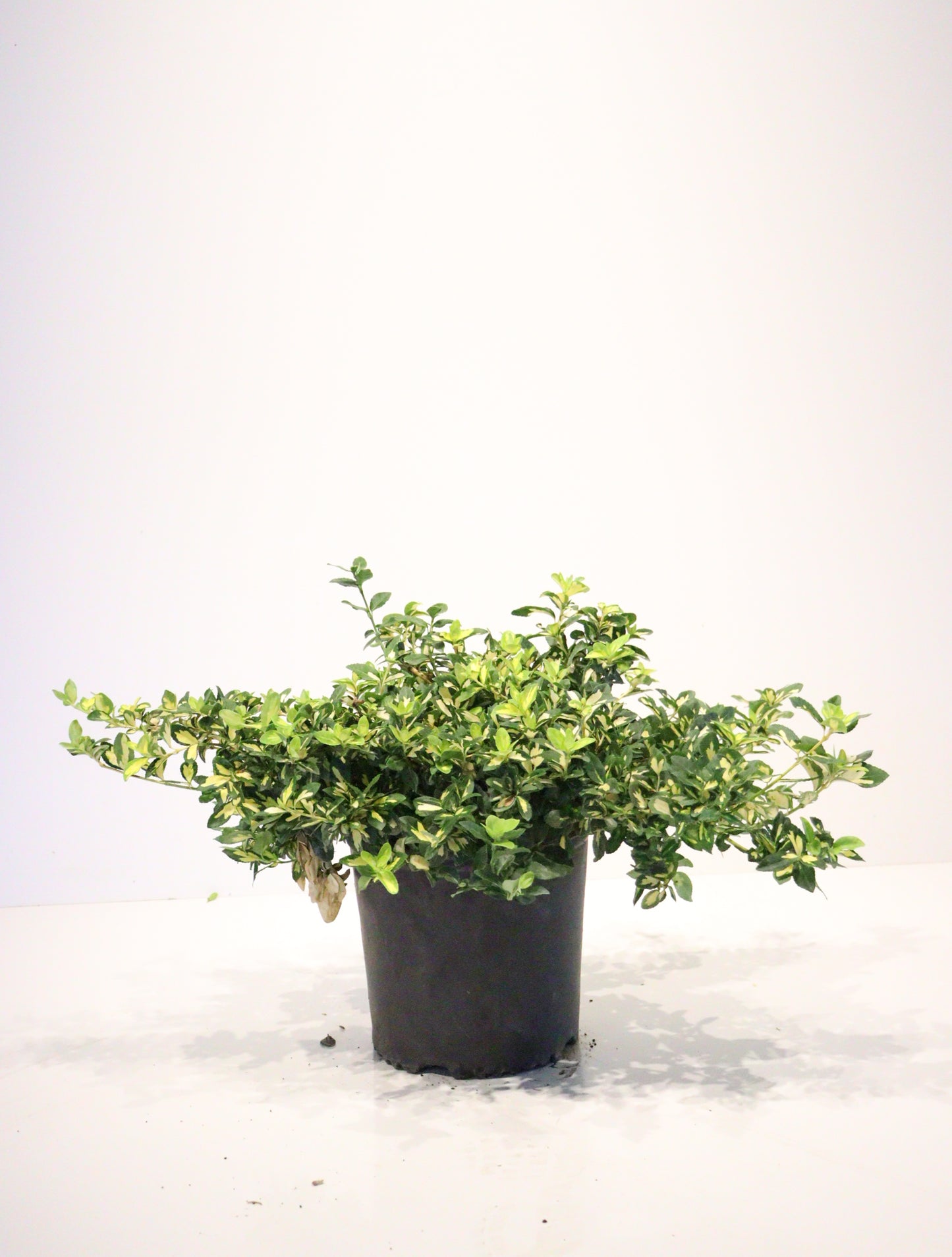 Euonymus fortunei 'Moonshadow'