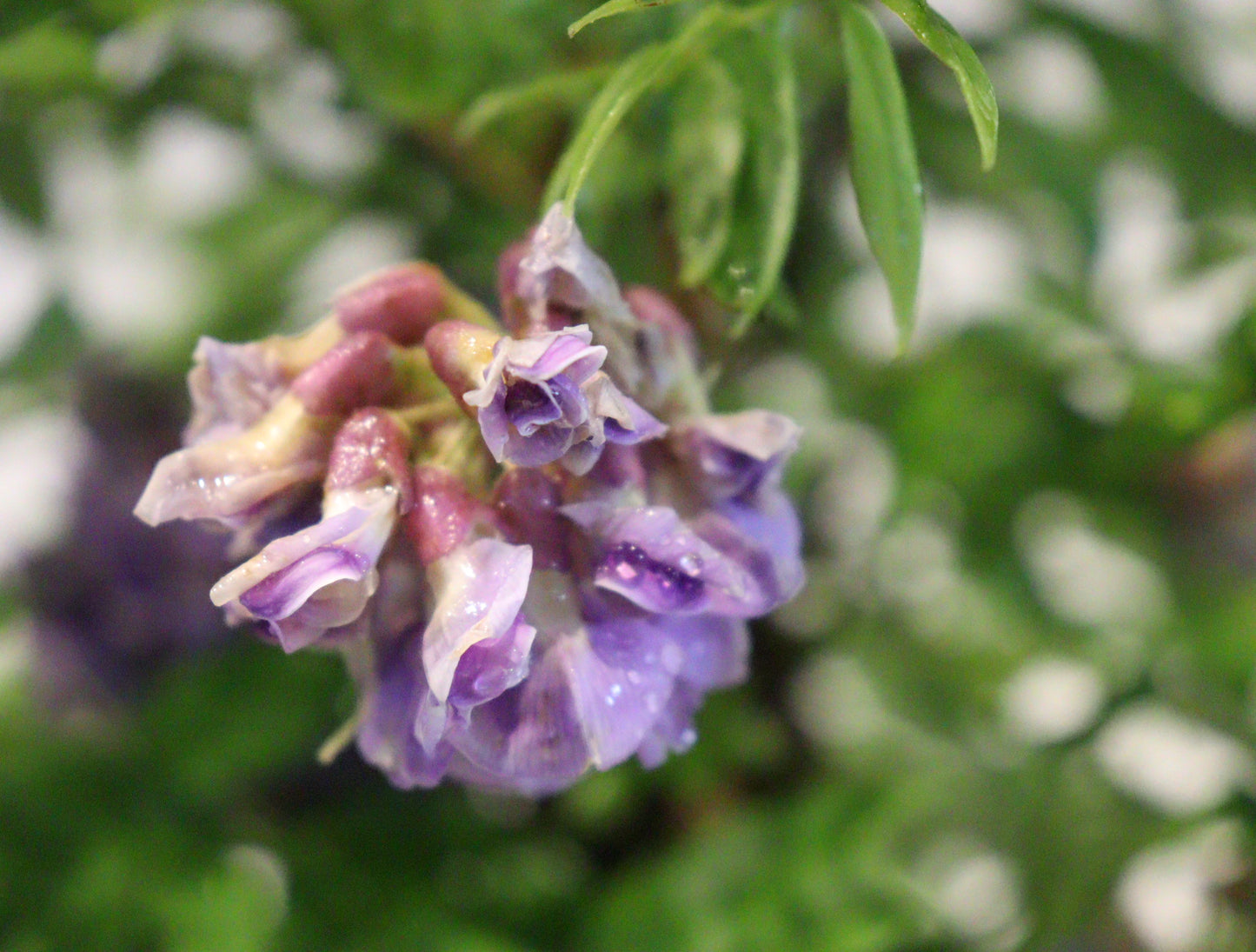 Amethyst Falls Wisteria
