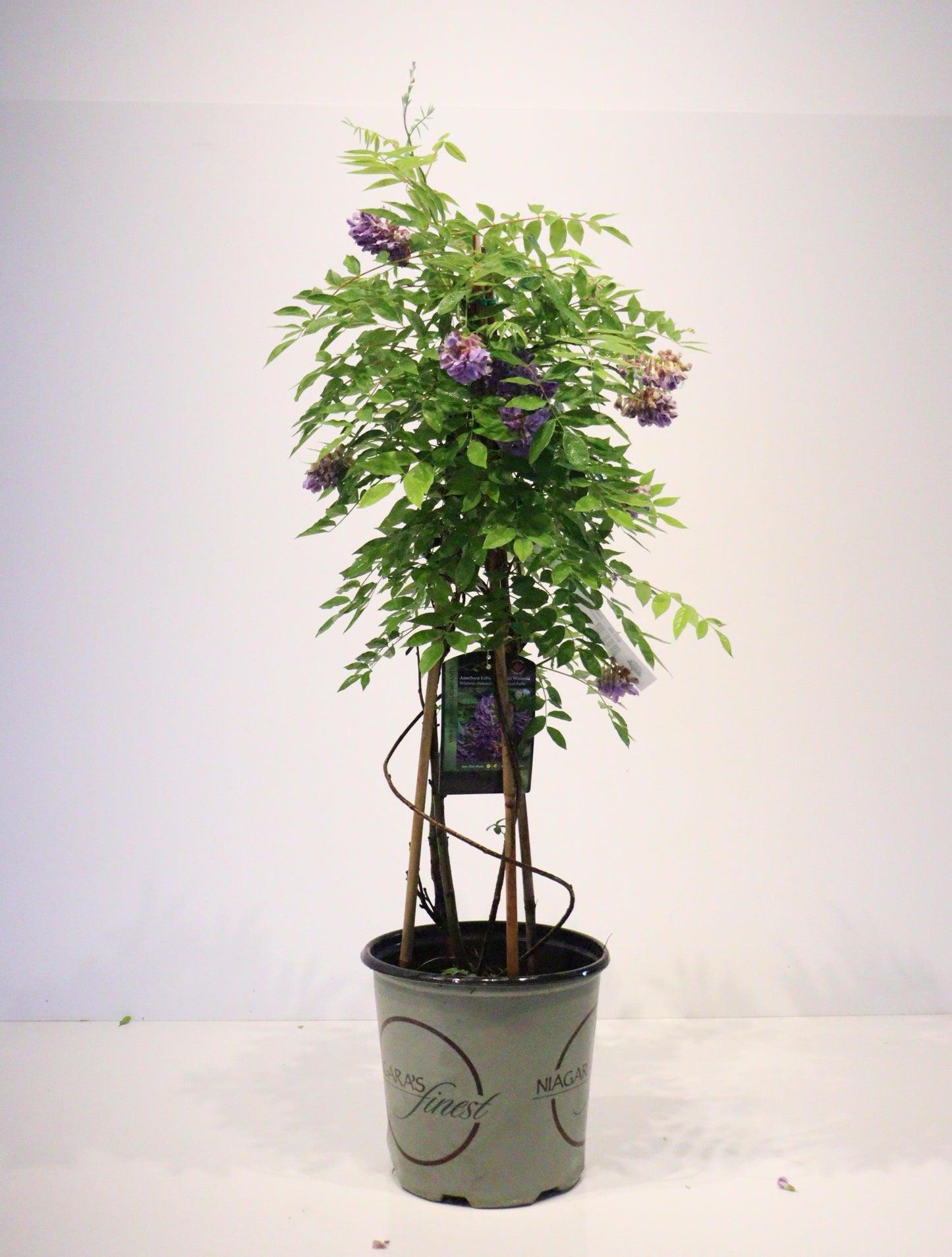 Amethyst Falls Wisteria