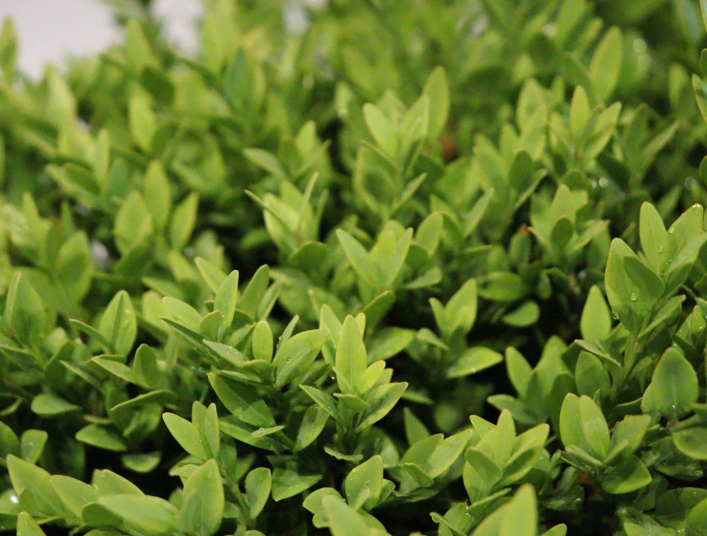 Green Velvet Boxwood (Buxus × ‘Green Velvet’)