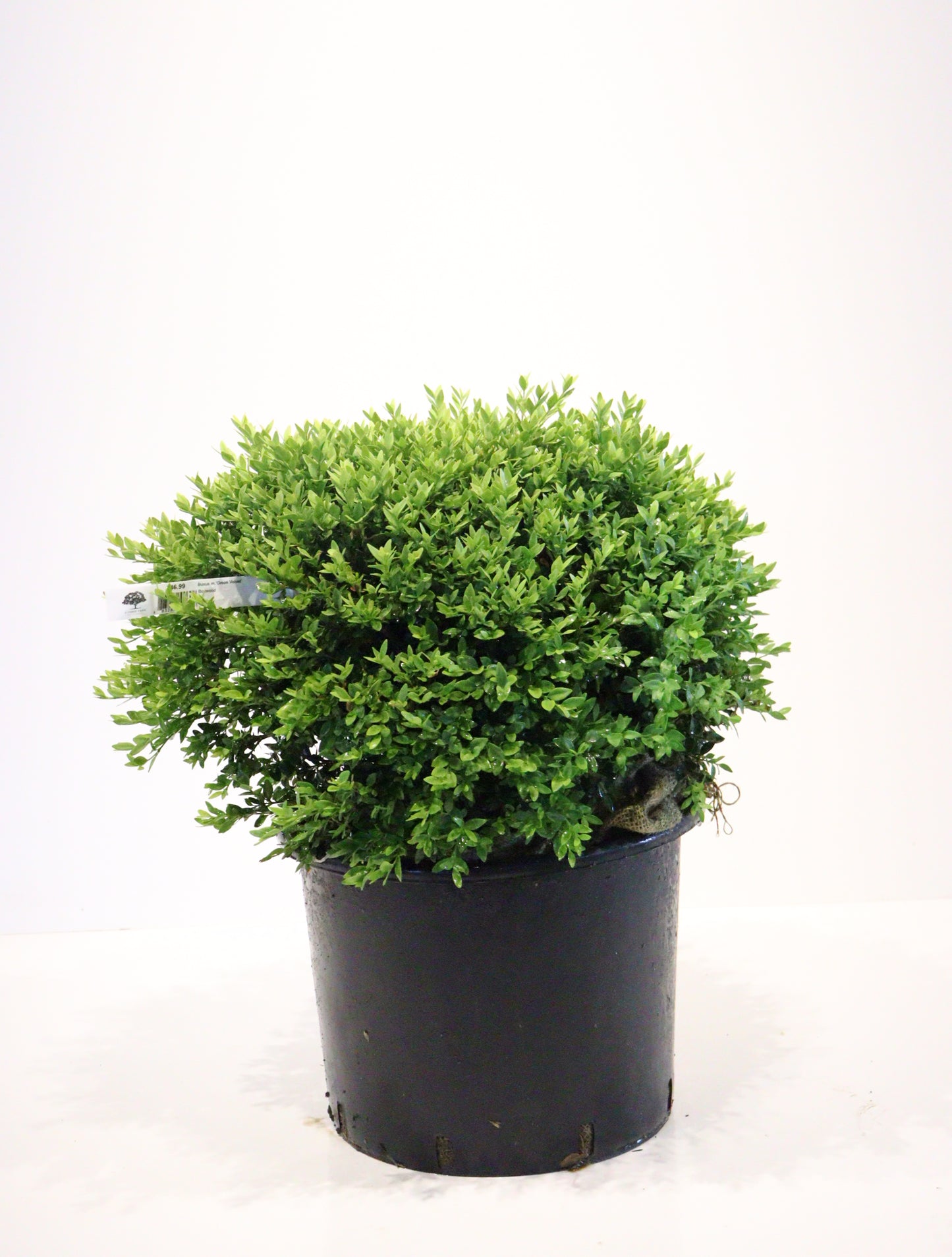 Green Velvet Boxwood (Buxus × ‘Green Velvet’)