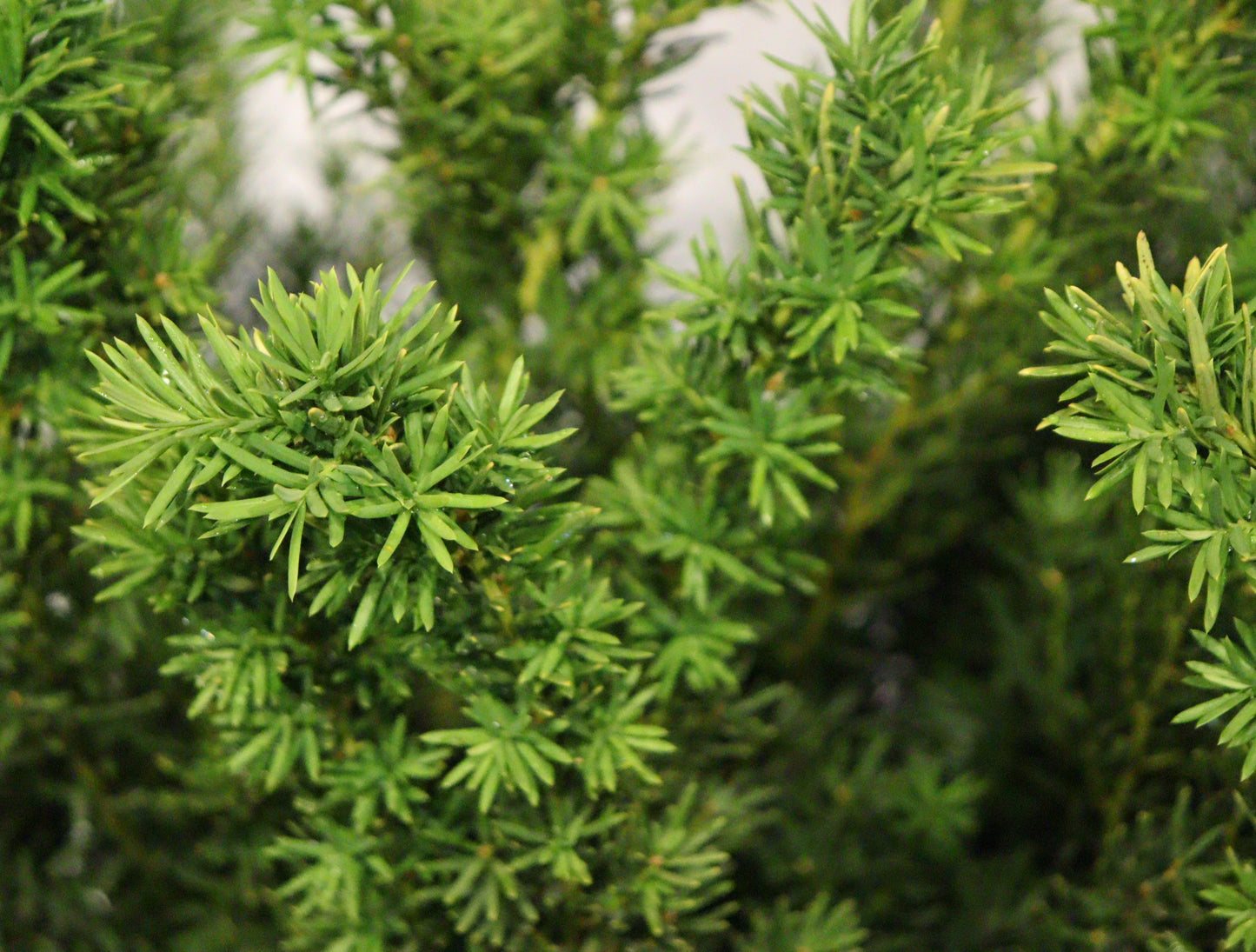 Dense Yew