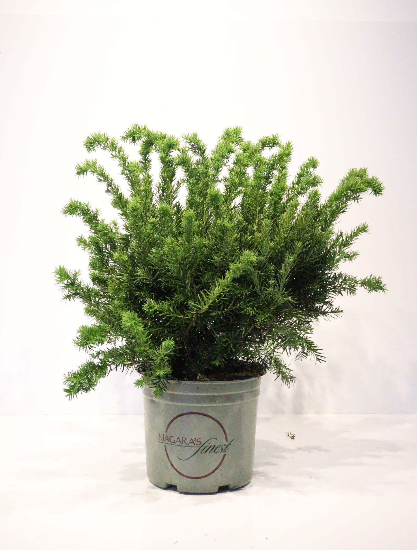 Dense Yew