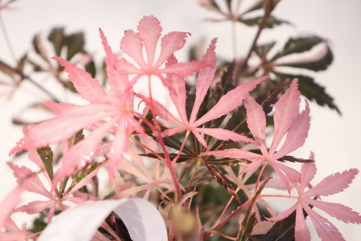 Acer Palmatum Lileeanne's Jewel