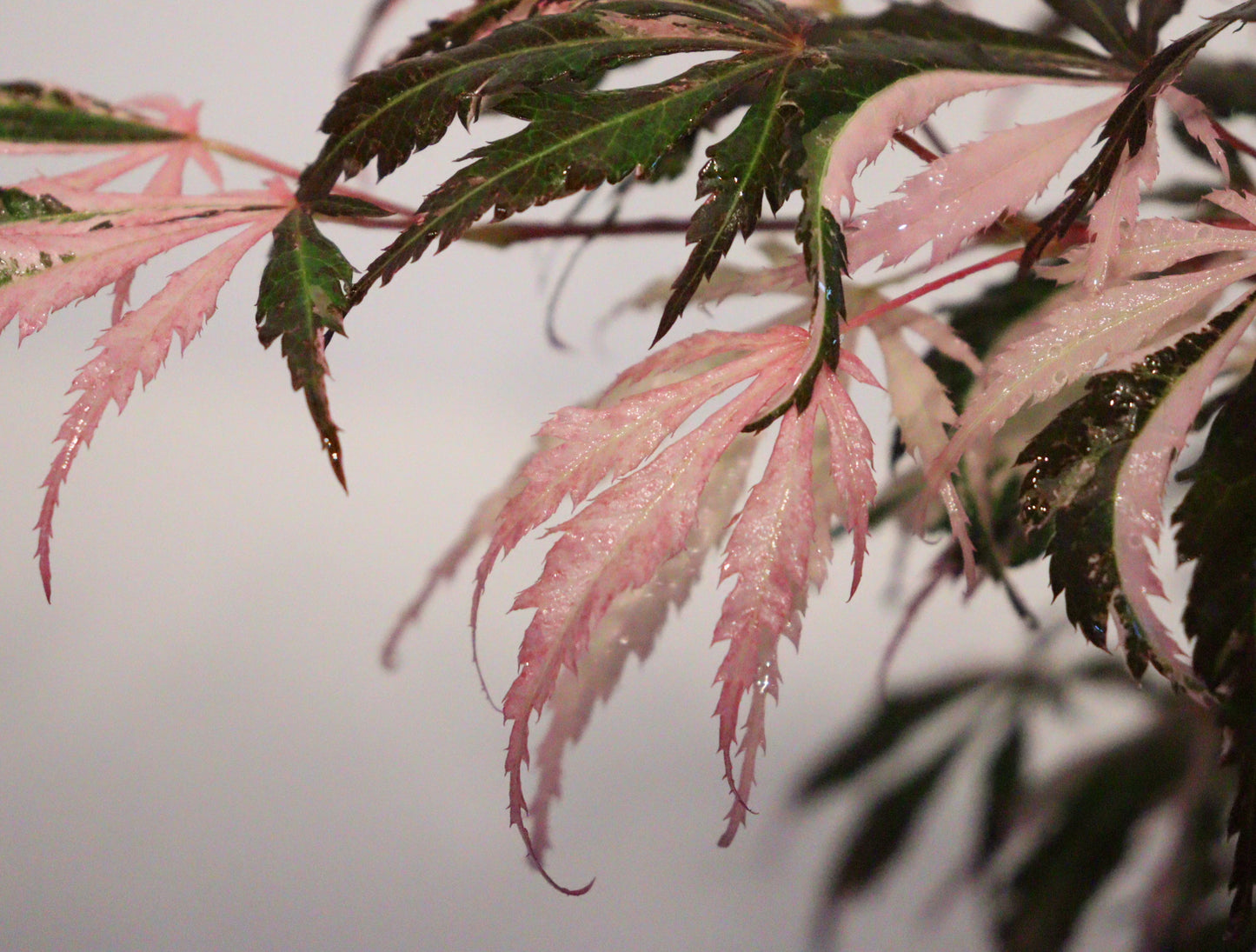 Acer Palmatum Lileeanne's Jewel