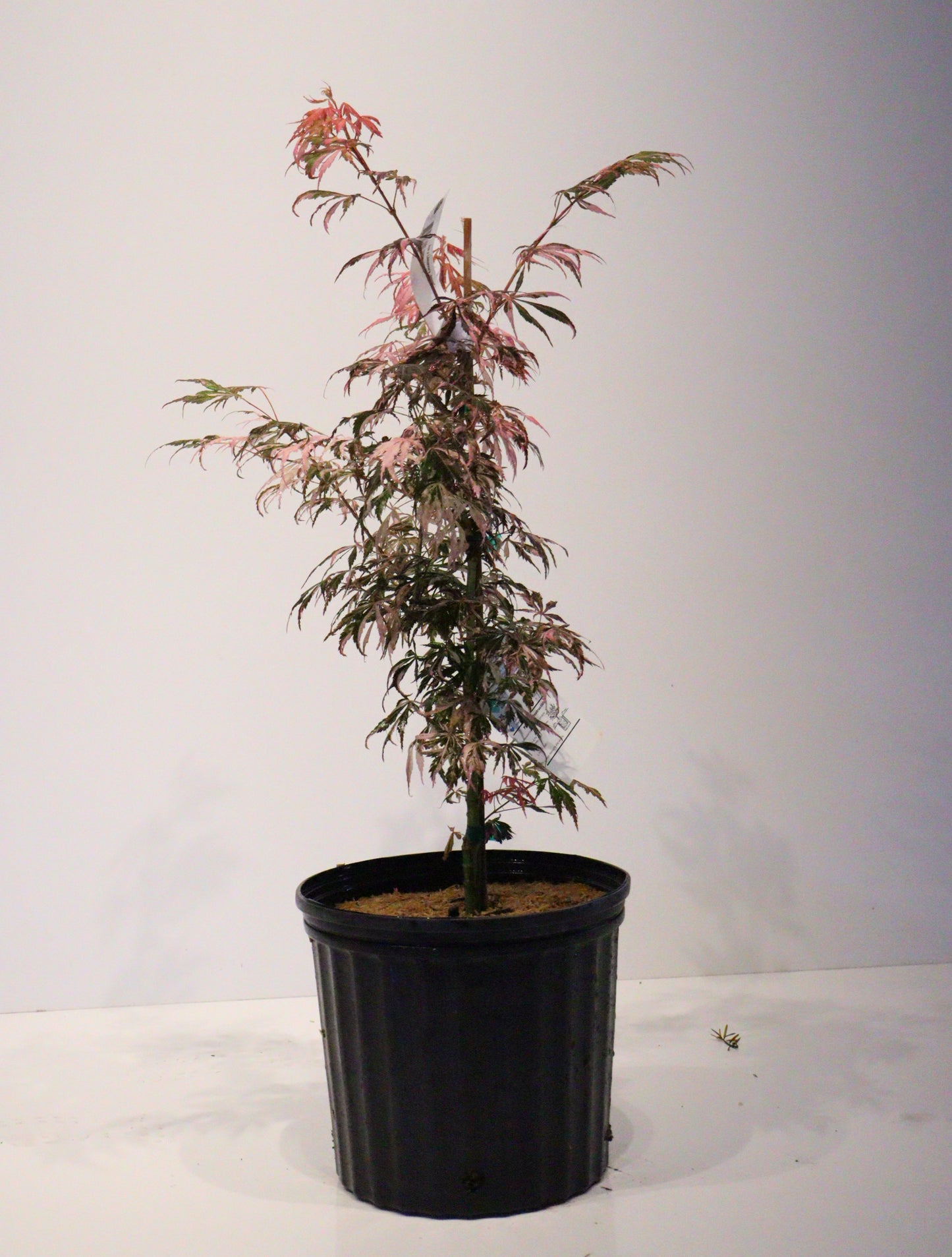 Acer Palmatum Lileeanne's Jewel
