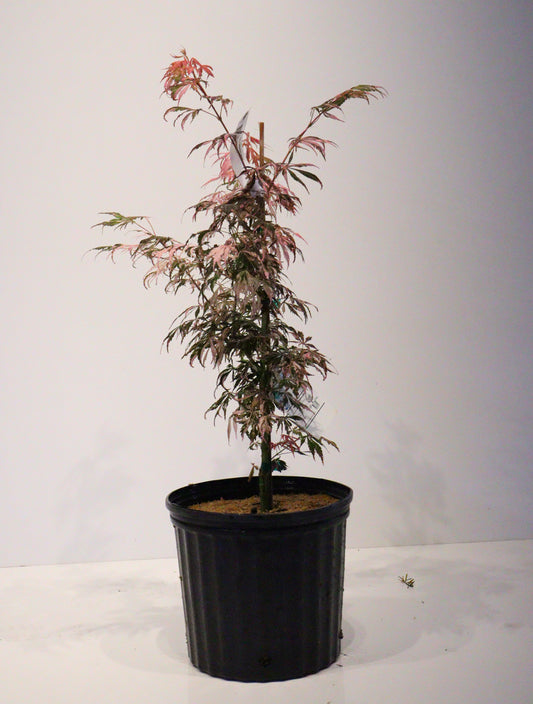 Acer Palmatum Lileeanne's Jewel