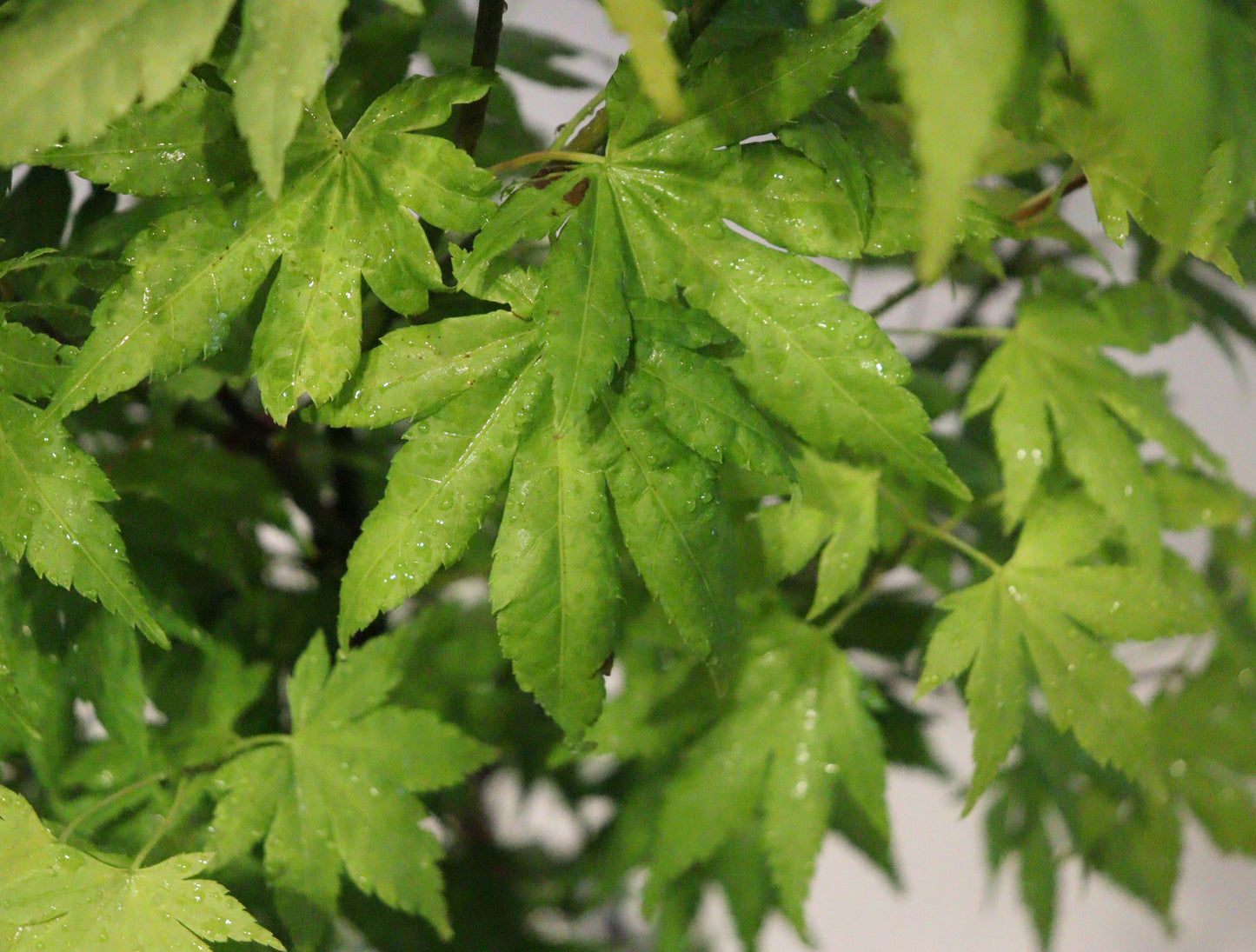 Acer Palmatum Orange Dream