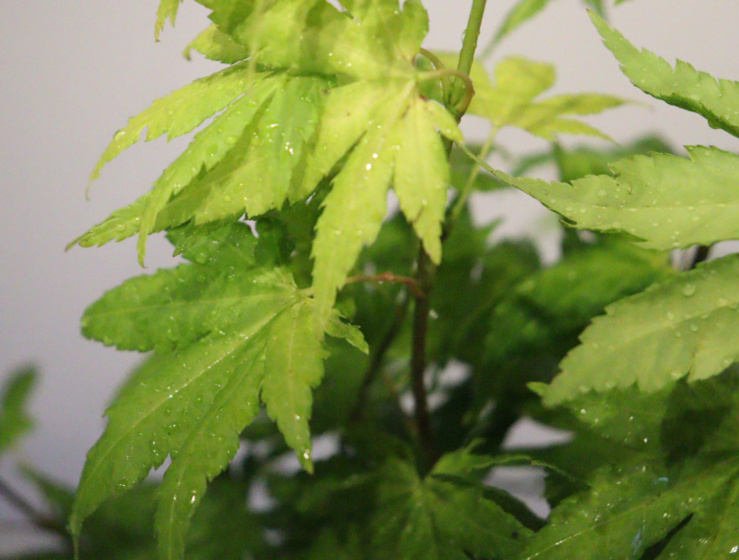 Acer Palmatum Orange Dream