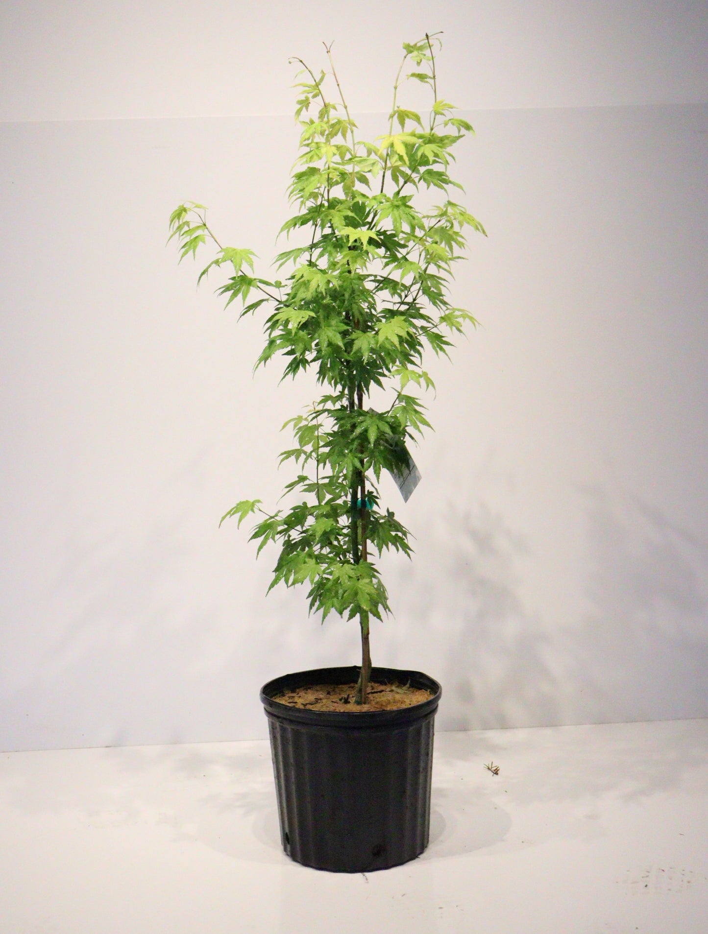 Acer Palmatum Orange Dream