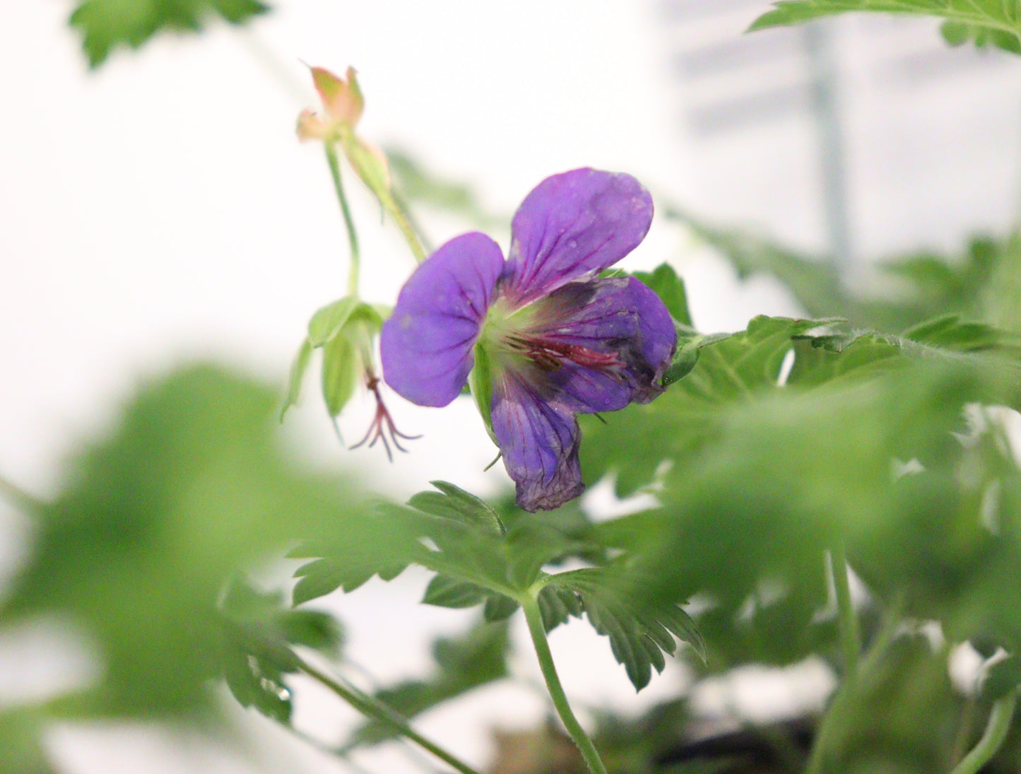 Geranium 'Rozanne'