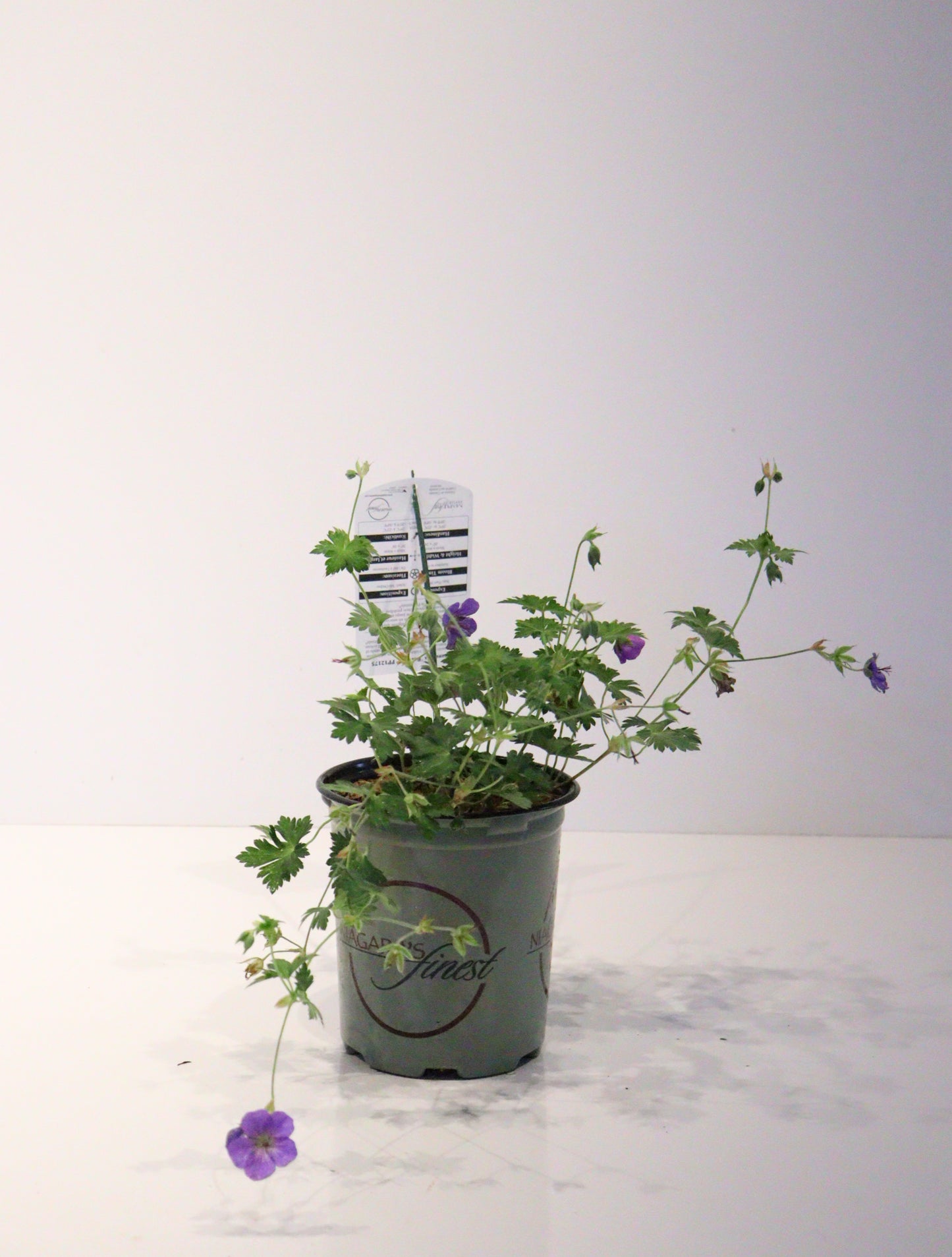 Geranium 'Rozanne'